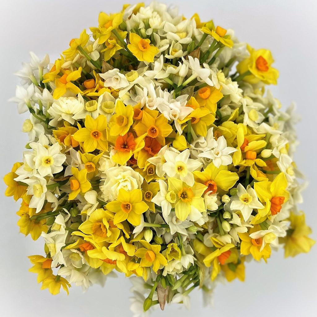 Smell the Flowers: A Narcissi Guide to a Happy New Year