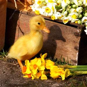 Spring Fever: The Best Easter Traditions Ever!