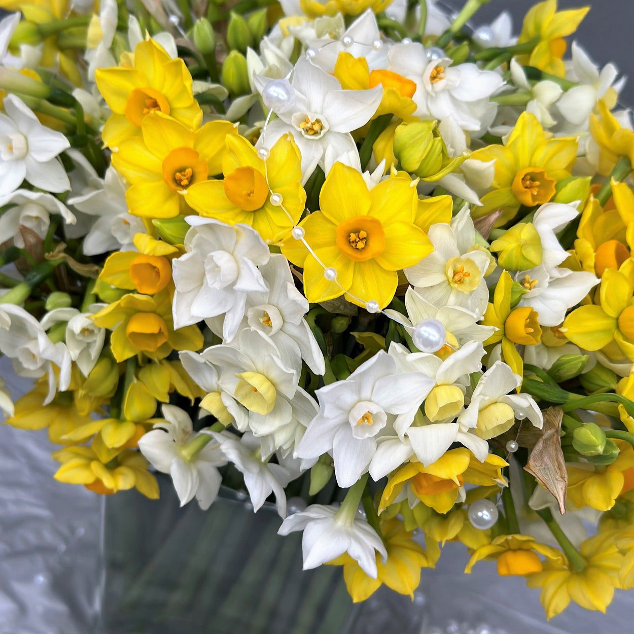 Early Bird Promotion