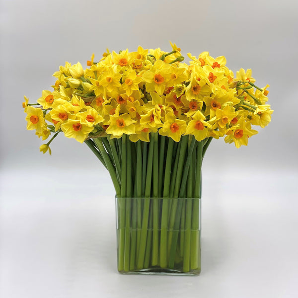 The Christmas Yellows and Golds