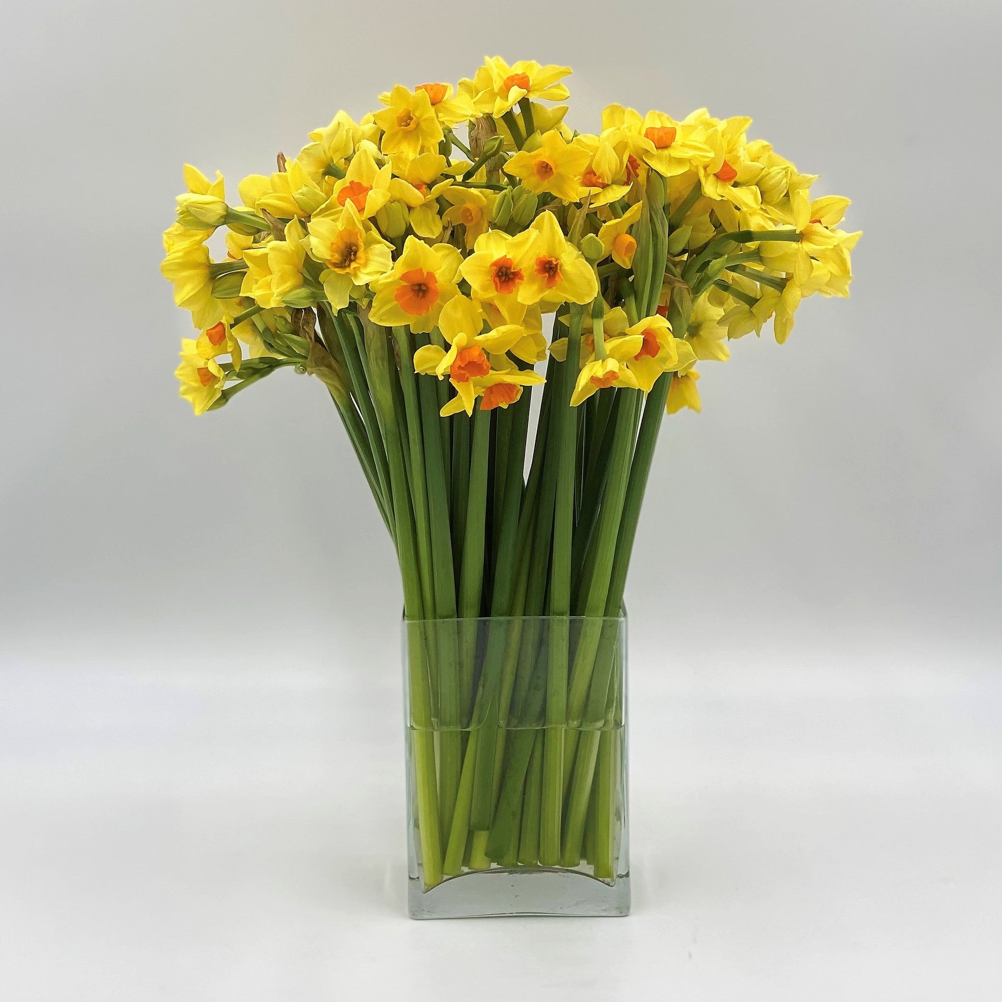 The Christmas Yellows and Golds