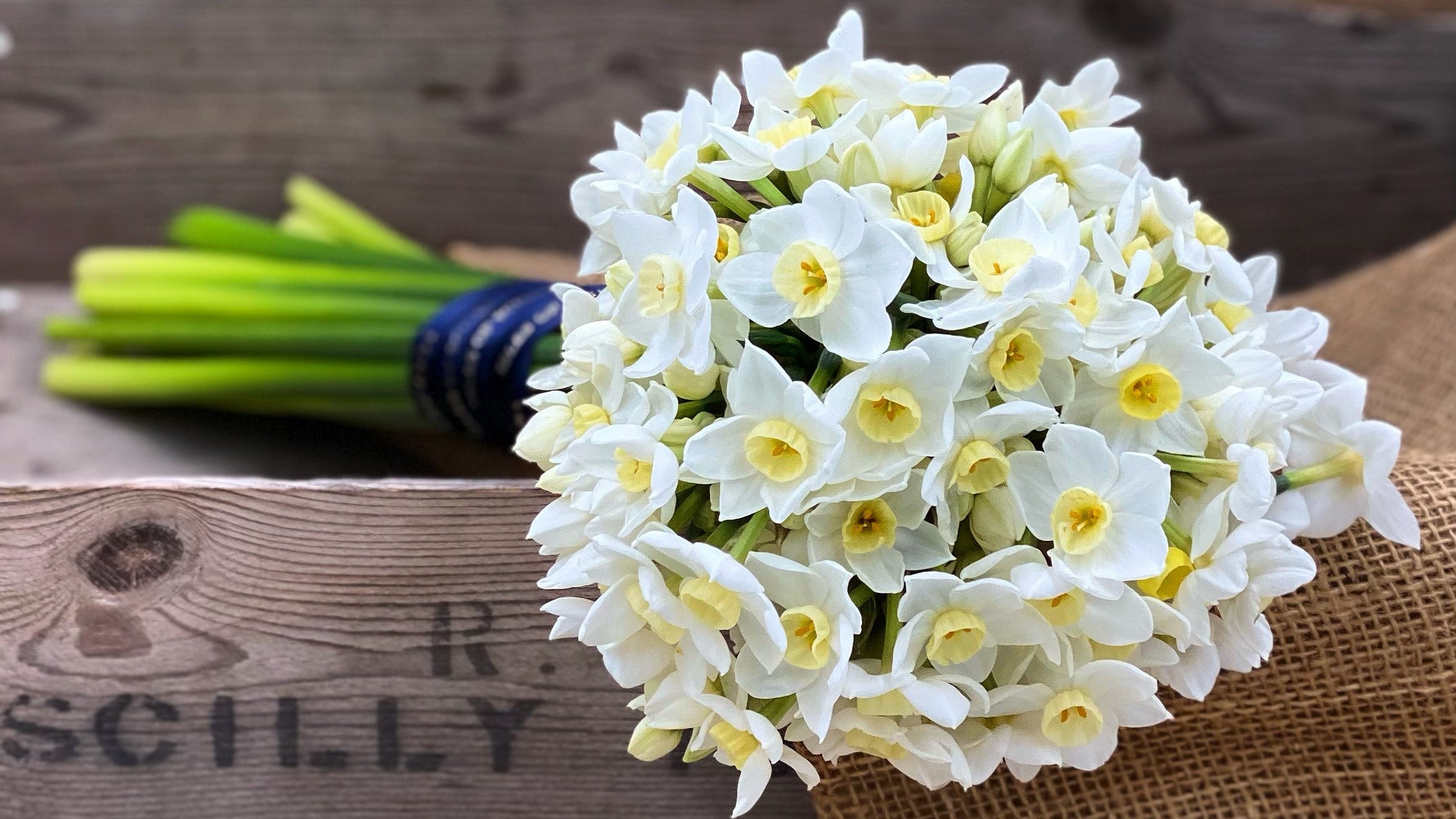 Scented winter narcissi flowers by post from The Isles of Scilly