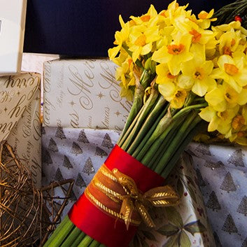 The Christmas Yellows and Golds