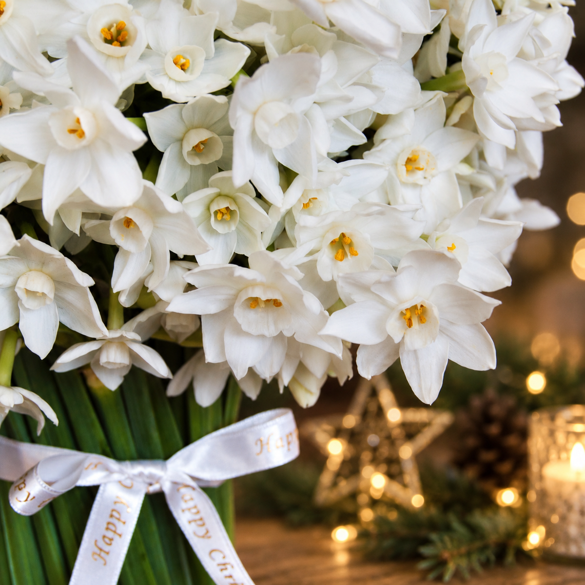 The Christmas Paperwhite Winter Wonderland