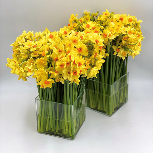 The Christmas Yellows and Golds