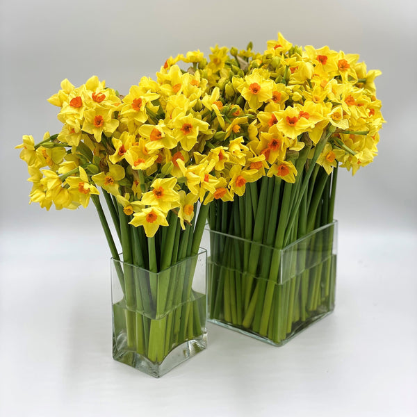 The Christmas Yellows and Golds