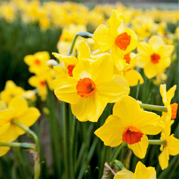 A close up of golden yellow narcissi growing in the Isles of Scilly flower fields. (4626590269579)