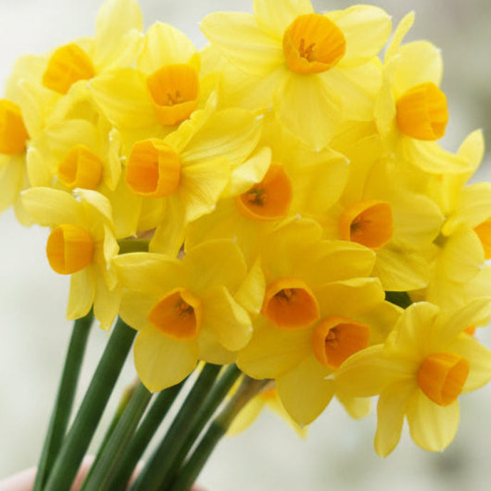 early Scented Narcissi variety innisidgen (4946343690379)