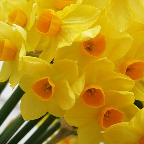 early Scented Narcissi variety innisidgen (4946343690379)