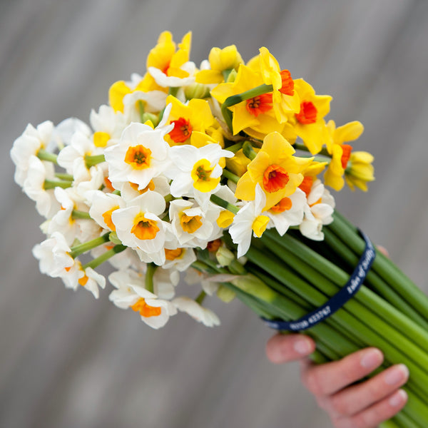 Bouquet of mixed Scented Narcissi, tied with navy blue branded ribbon (4624120316043)