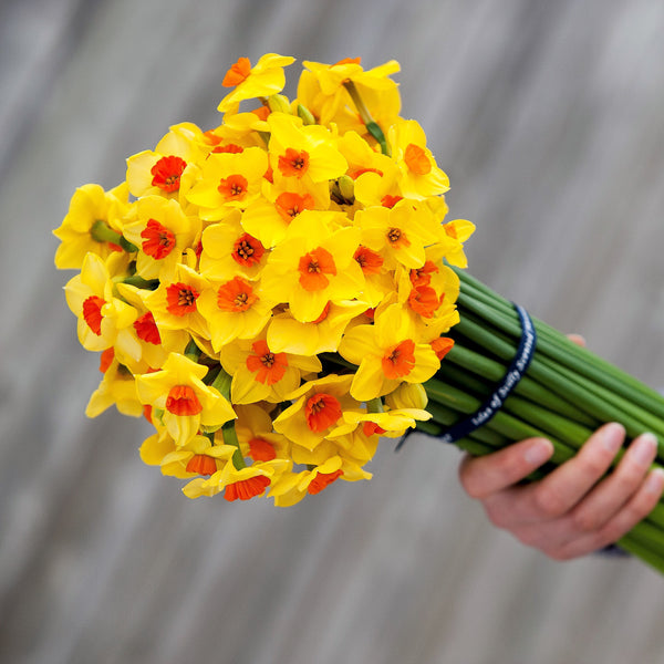 A bouquet of golden yellow narcissi with vibrant orange red cups, tied with our branded blue ribbon (4626590269579)
