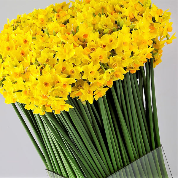 A very large but neat arrangement of warm yellow scented narcissi, variety Soleil D'or. (4626721833099)