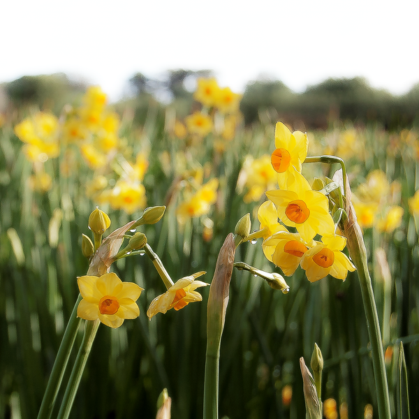 early scented narcissi variety, Innisidgen, growing in the isles of Scilly flower fields, in the open air. (4946343690379)