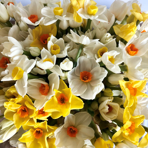 A display of mixed scented narcissi looking at the heads from above (4624120316043)
