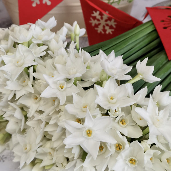 The Christmas Paperwhite Winter Wonderland