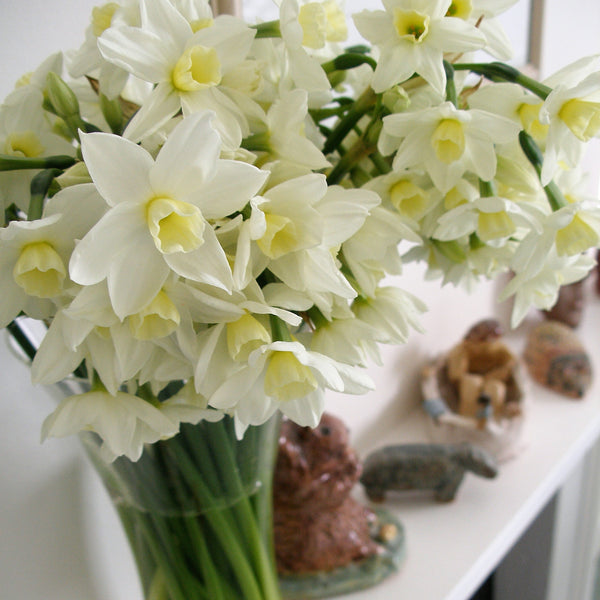 A pretty display of scented narcissi, variety Silver Chime, creamy white petals with creamy yellow cups (4626595184779)