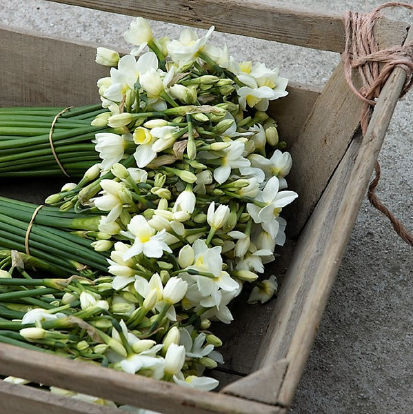 A farm trug of cream narcissi, Silver Chimes.   (4626595184779)