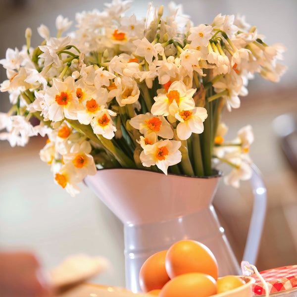 A jug of white and cream scented narcissi. The pure white is a variety called paper white and the other variety is daymark which has cream petals and a dark orange-red cup.  (4626595184779)