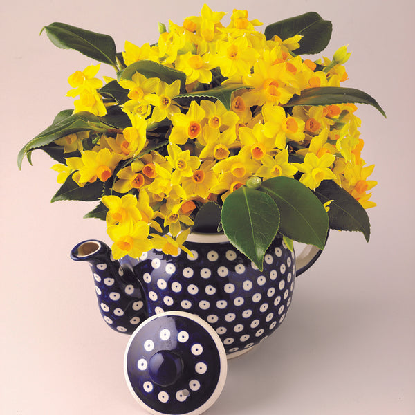 Scented narcissi variety,yellow Innisidgen, arranged in a teapot with foliage (4946343690379)
