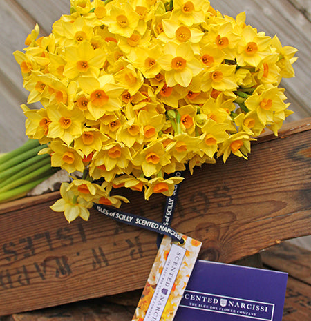 An Isles of Scilly scented narcissi bouquet, yellow variety Innisidgen,  (4946343690379)