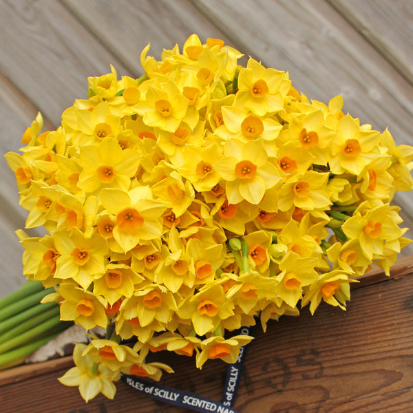 A classic Soleil D'or scented narcissi.  Warm yellow petals with gentle golden cups.  A very neat looking variety (4626590269579)